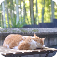 くつろぐ猫の写真